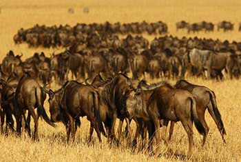 Migrating herd