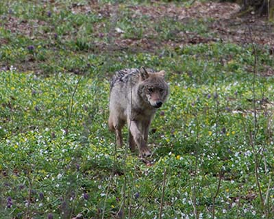 European wolf in Poland. Credit: Annelies van Ginkel (RUG)