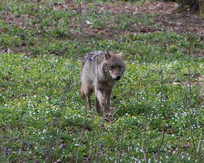 Europese wolf in Polen. Credit: Annelies van Ginkel (RUG)