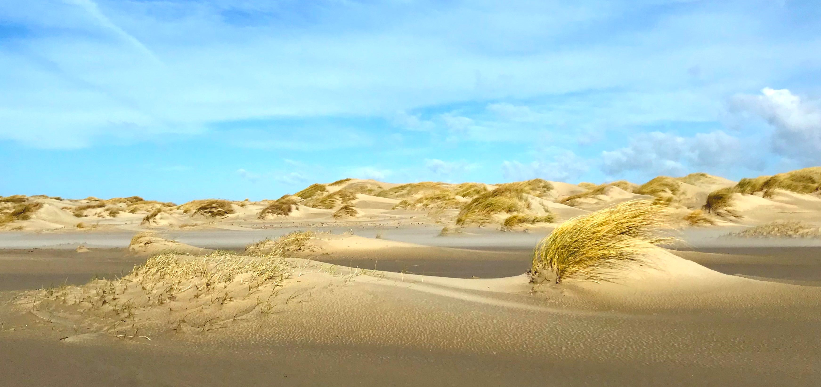 Biestarwegras (links) bouwt met een verspreide groeistrategie lage, brede duinen. Helmgras (rechts) vangt meer lokaal zand in, wat resulteert in een hogere duin. Locatie: De Hors, Texel. Credits: Valérie Reijers