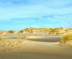 Marram grass