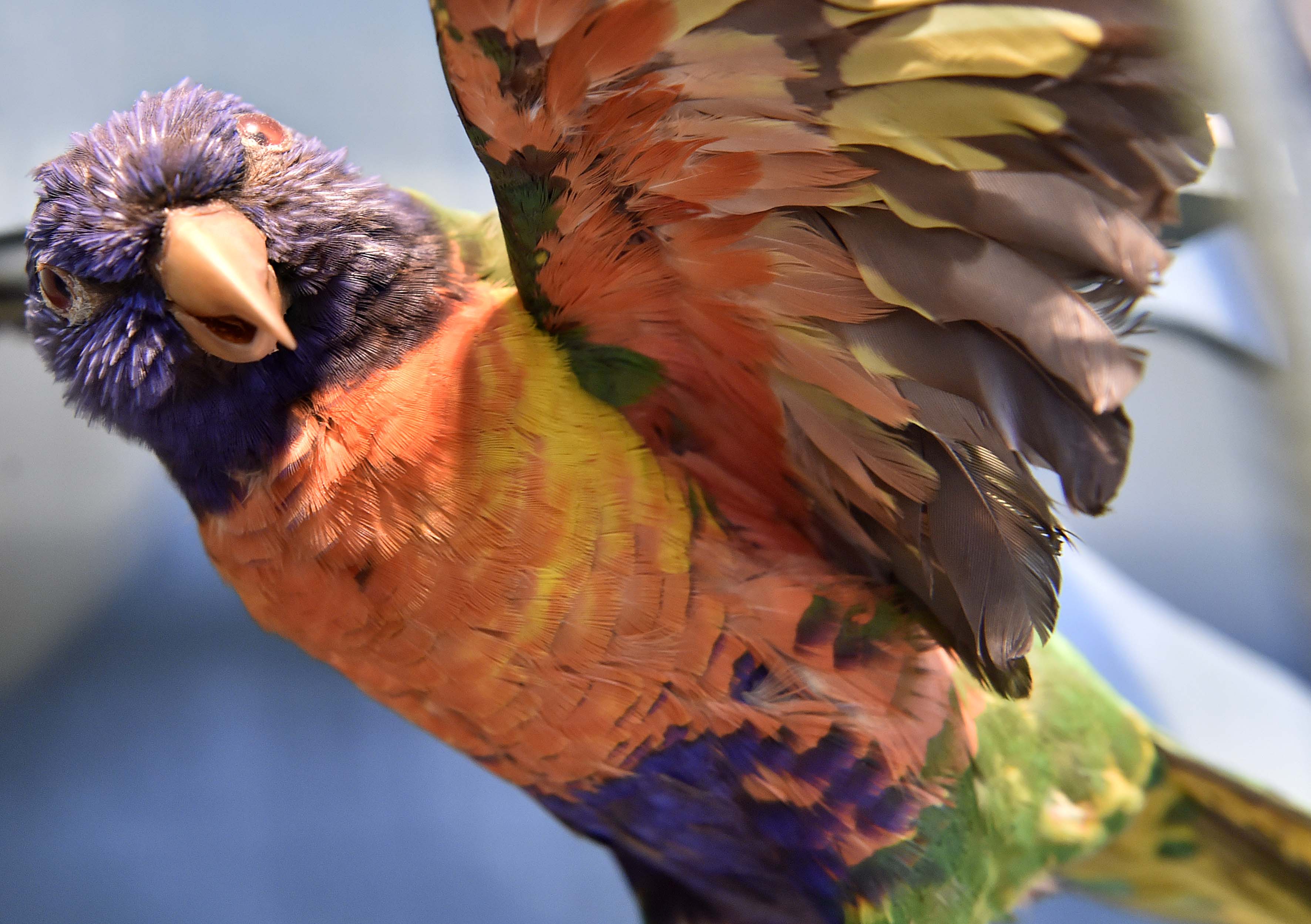De regenbooglori, geëxposeerd met andere exotische, deels bedreigde, vogels.The rainbow lorikeet.