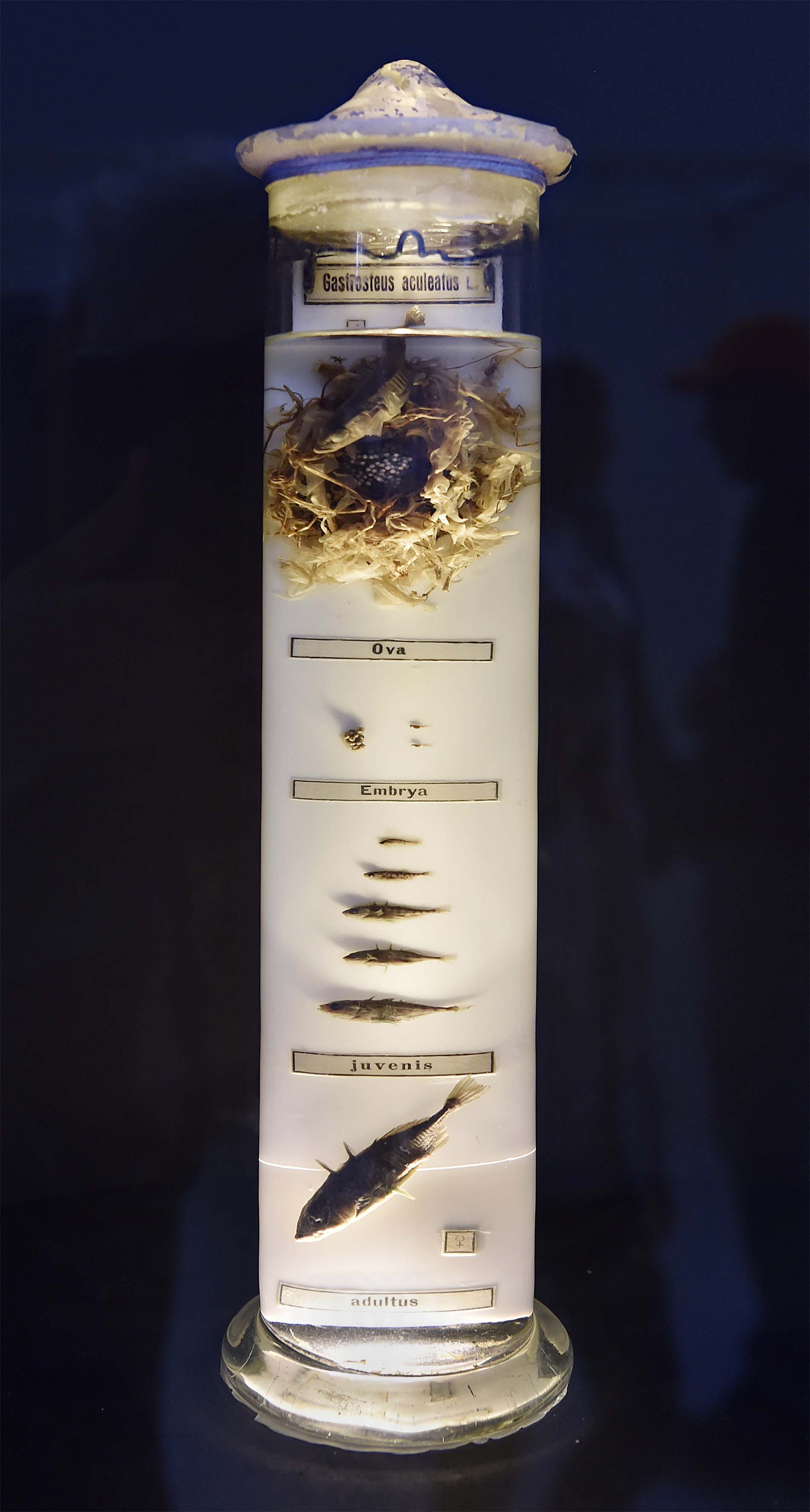 De verschillende ontwikkelingsstadia van de driedoornige stekelbaars. Van eitjes in een nest tot volgroeid.The various development stages of the threespined stickleback. From eggs to full maturity.
