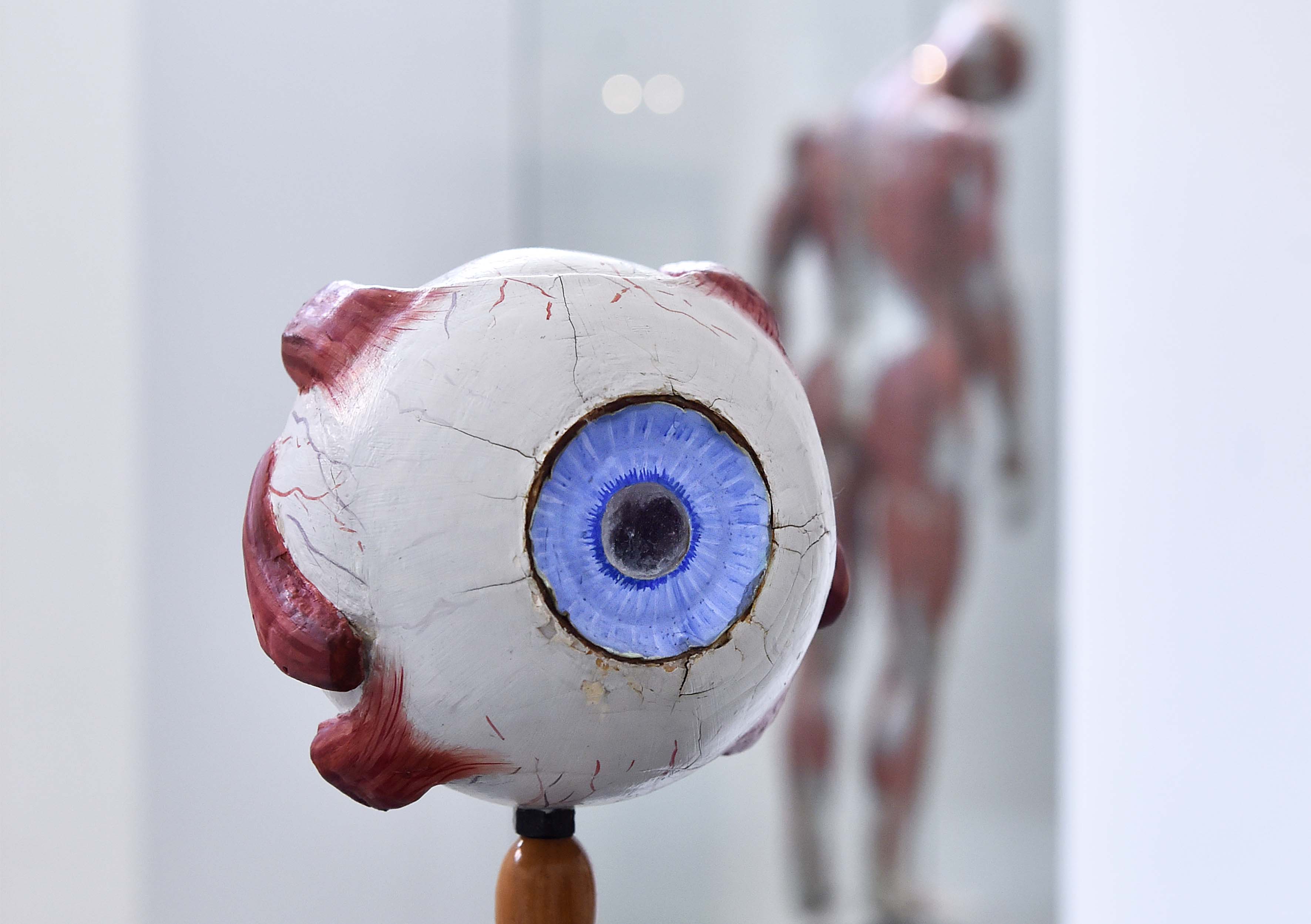 Model van een oog, op de achtergrond de Spierman van Auzoux, gemaakt van papier-maché.Model of an eye, anatomical model by Auzoux in the background, made from papier-mâché.