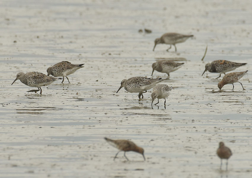 Een groep grote kanoeten in Mai Po, Hong Kong, China (fotograaf: Wa Tsai).A group of great Knots at Mai Po, Hong Kong, China (Photographer: Wa Tsai)