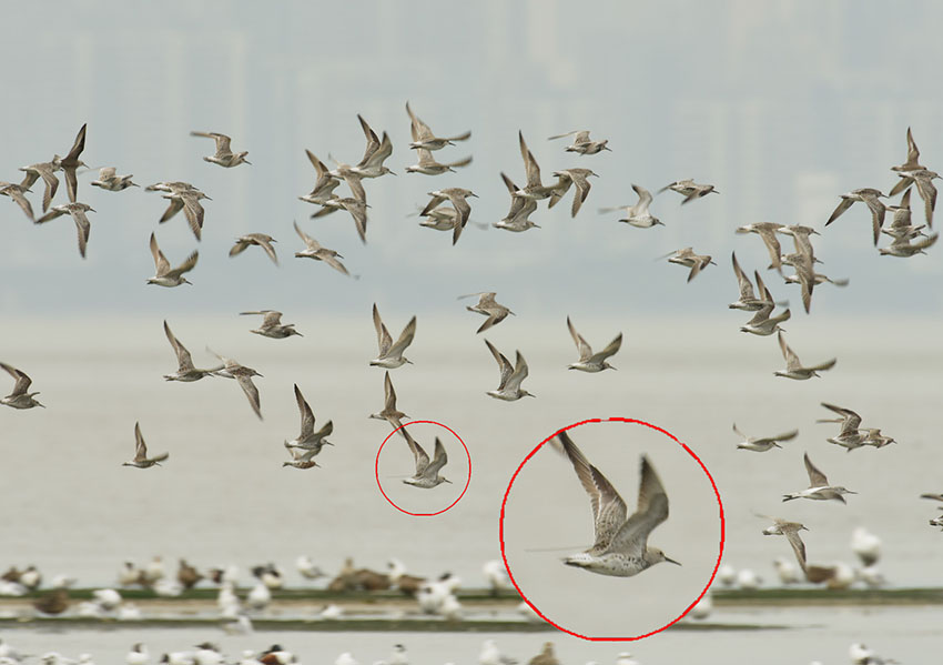 Een grote kanoet met zender in Mai Po, Hong Kong, China (fotograaf: Wa Tsai)A great Knot carrying satellite transmitter at Mai Po, Hong Kong, China (Photographer: Wa Tsai)