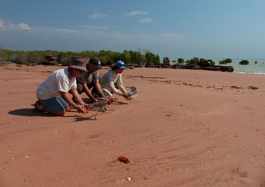 Vrijlaten van grote kanoeten met zender in de baai van Roebuck, Australië.Releasing satellite tagged great knots in Roebuck bay, Australia