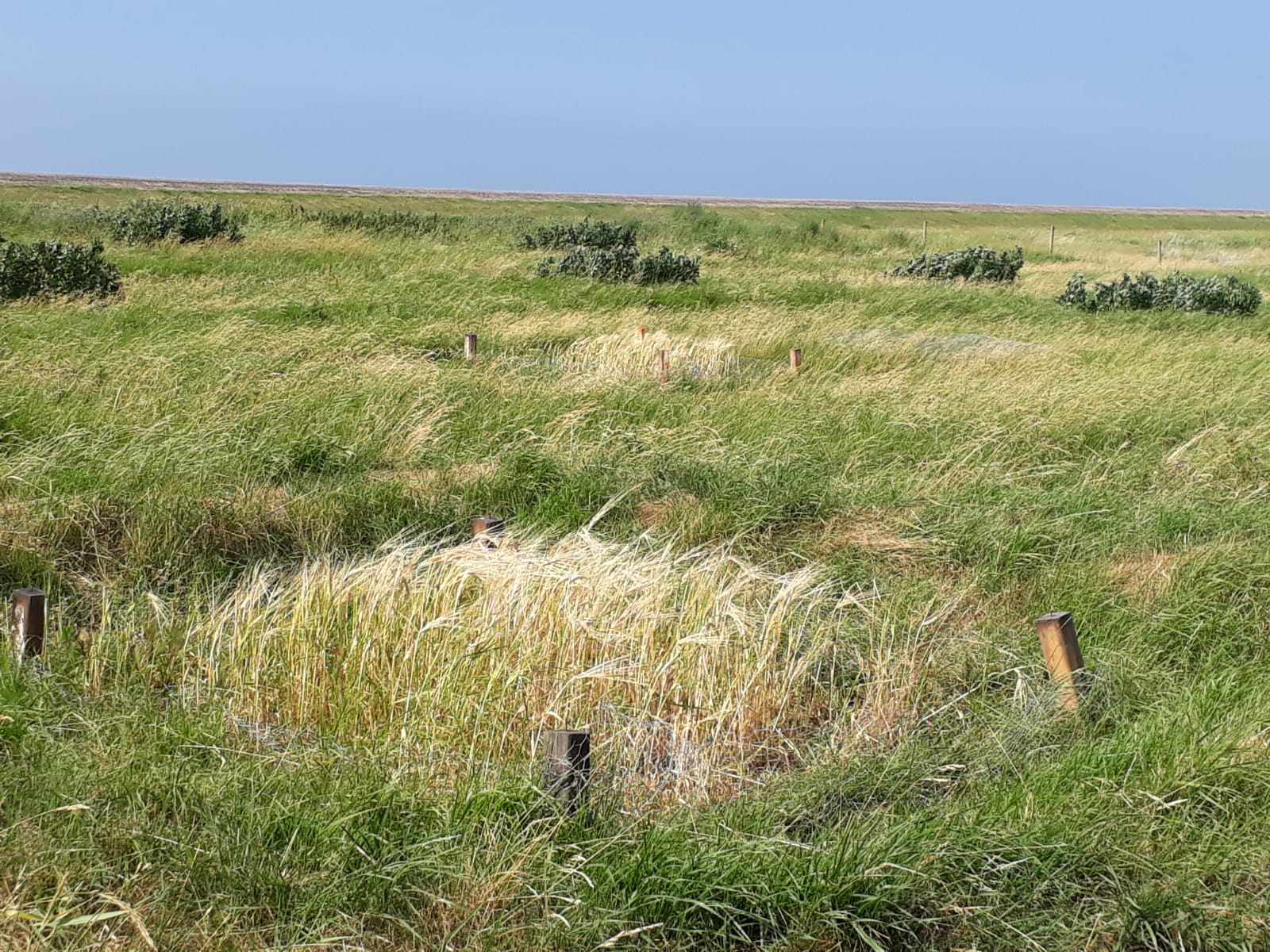 Tweeduizend jaar Paardebonen op de kwelderTwo thousand years of horse beans on the salt marshes