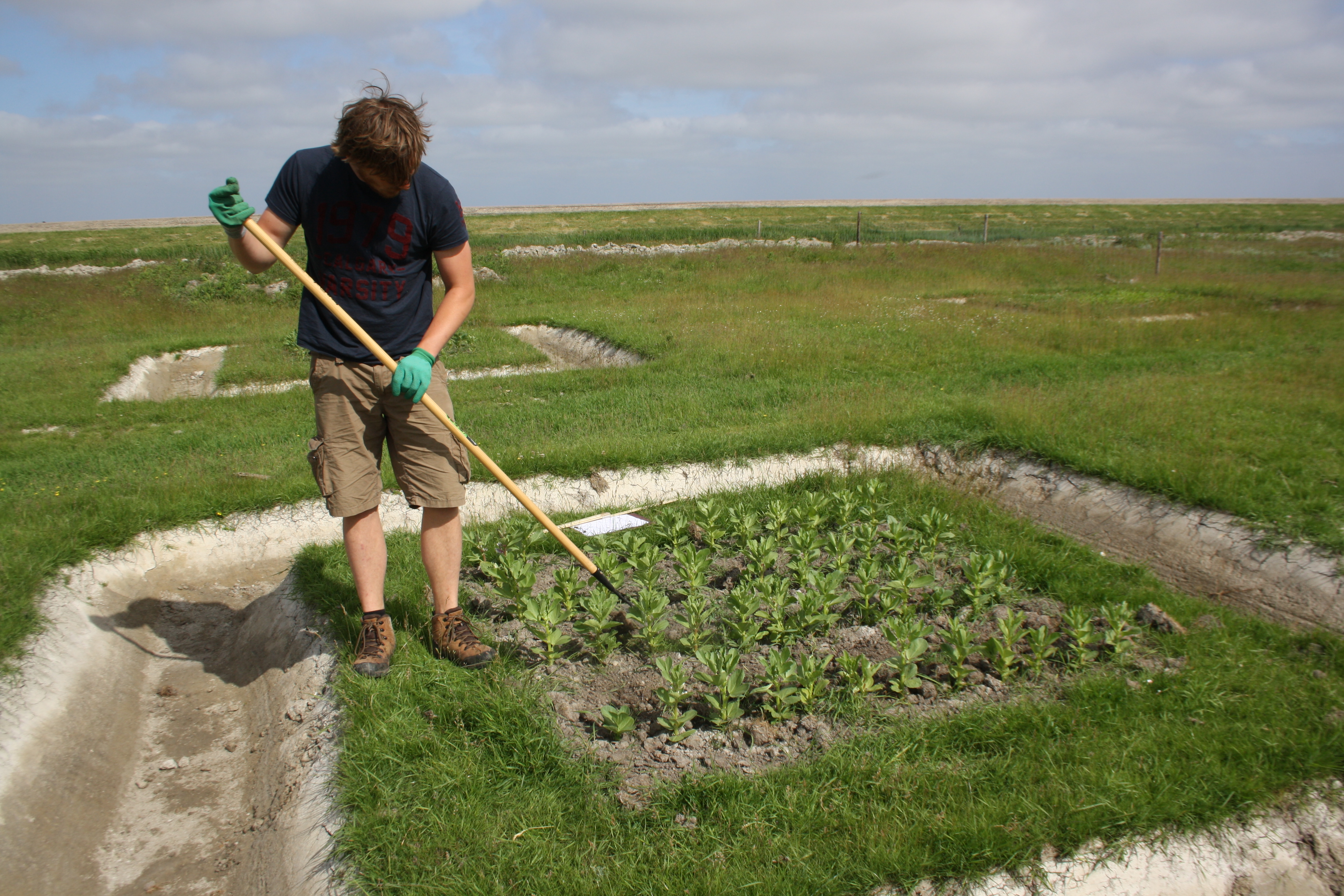 Tweeduizend jaar Paardebonen op de kwelderTwo thousand years of horse beans on the salt marshes