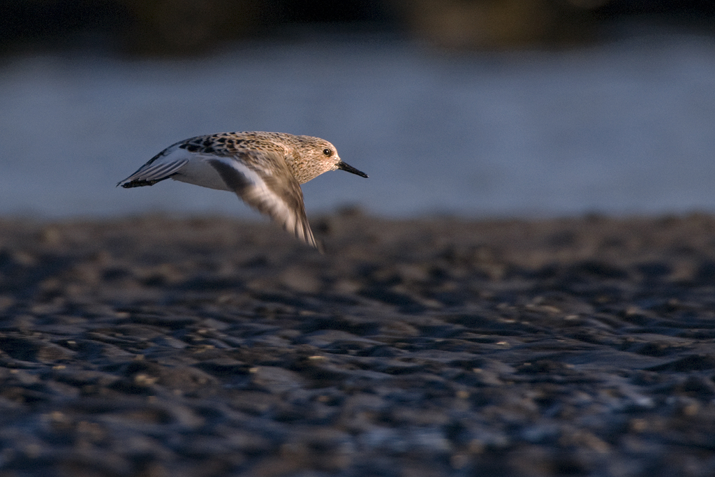 A flying sanderling during spring migration in Iceland. Photo by Jeroen Reneerkens.