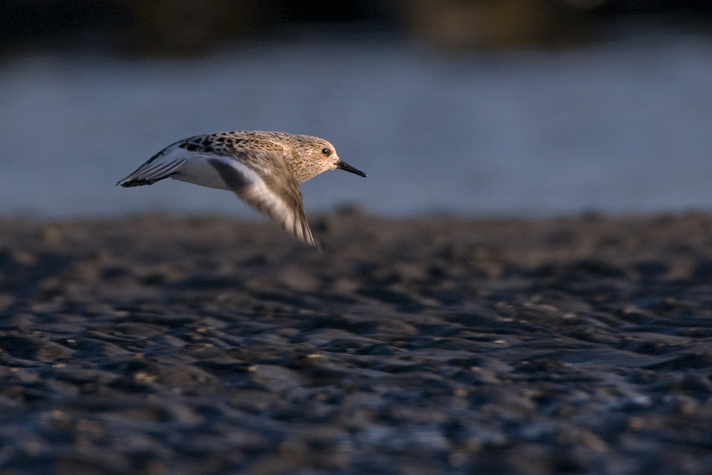 Een vliegende drieteenstrandloper tijdens de voorjaarstrek op IJsland. Fotograaf: Jeroen Reneerkens.