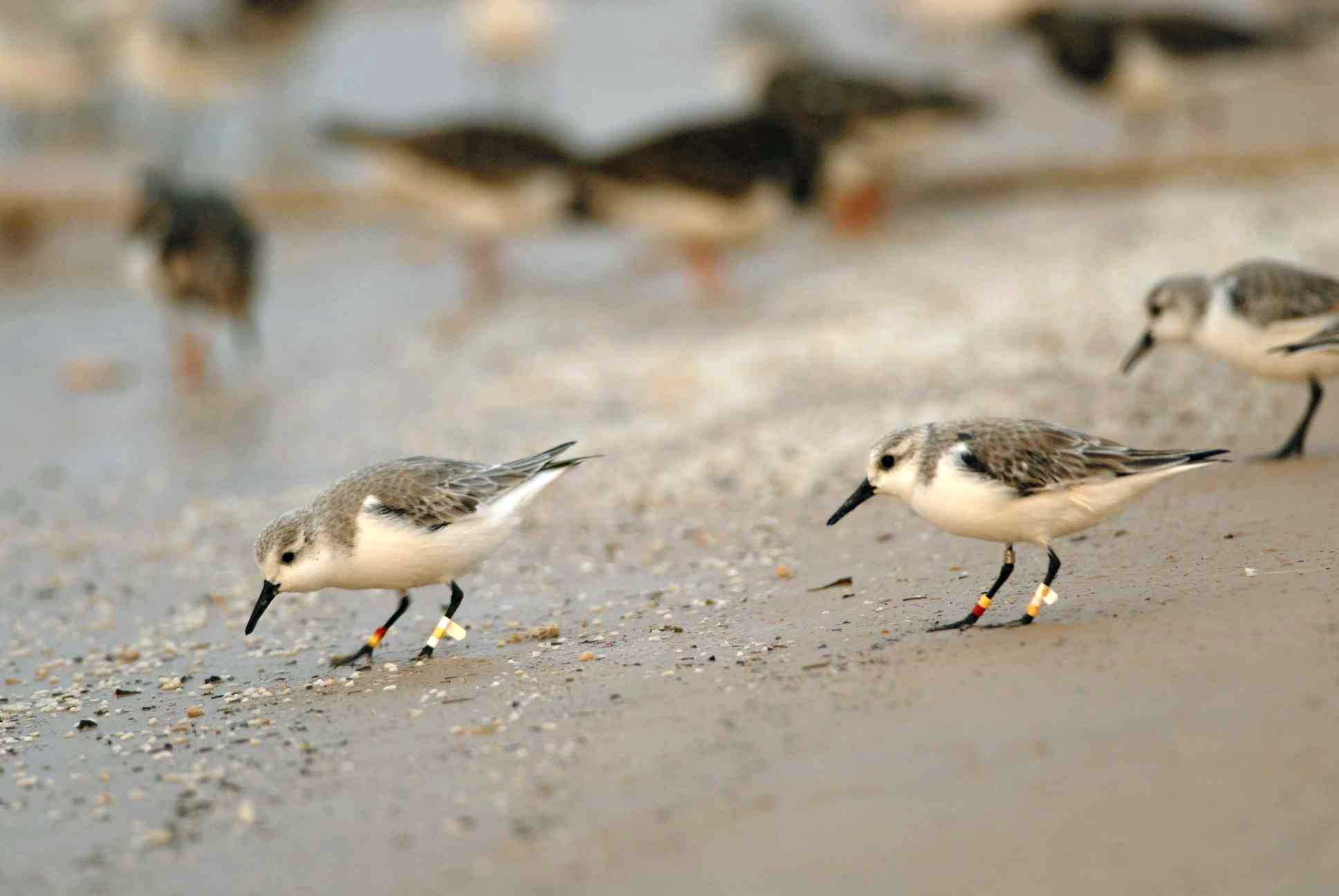 Drieteenstrandlopers worden met gekleurde ringen uitgerust om ze individueel herkenbaar te maken. De studie is gebaseerd op tienduizenden waarnemingen van zulke gemerkte vogels. Fotograaf: Jeroen Reneerkens.Sanderlings have been tagged with colour-rings to make them individually identifiable. The study is based on tens of thousands of observations of such tagged birds. Photo by Jeroen Reneerkens