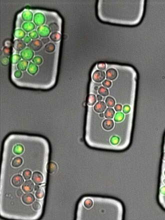 Microscoopopnamen van gistcellen met Green Fluorescent Protein (GFP, groen fluorescerend eiwit) en Red Fluorescent Protein (RFP). Foto door Paolo Guerra