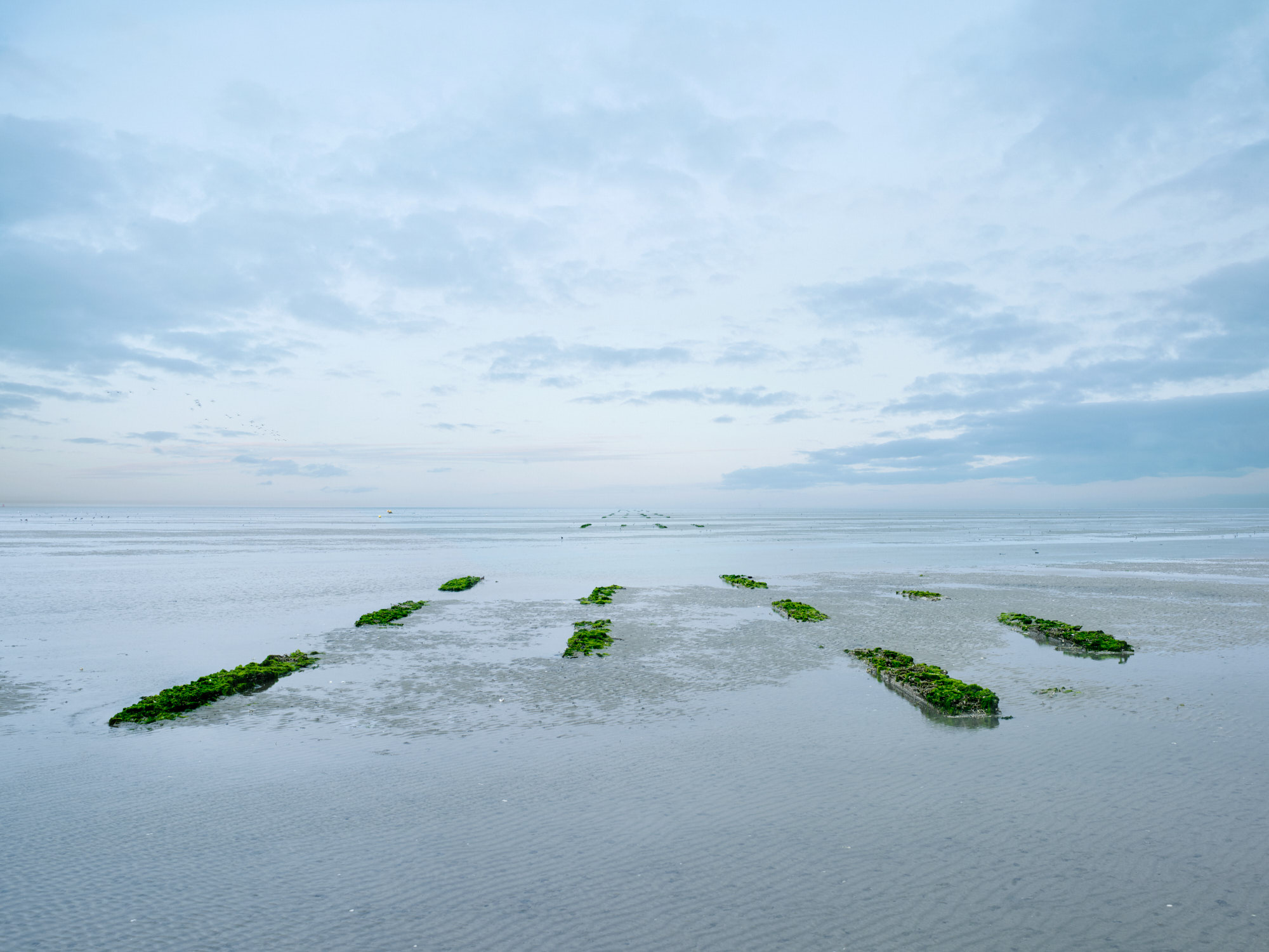 Ten zuiden van Griend doet Laura Govers een experiment naar de mogelijkheden voor onder andere herstel van droogvallende mosselbanken. Hier zijn rijen kratjes van bioplastic, oftewel biologisch afbreekbare structuren, geplaatst.To the south of Griend, Laura Govers is conducting an experiment, among other things, into the possibilities of recovery for mussel beds located in tidal flats. Here, rows of crates made from bioplastic or biodegradable structures are placed.