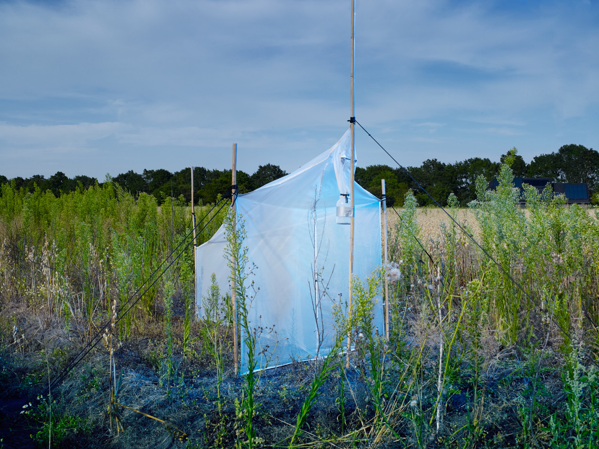 Met een Malaise-val (ontworpen door René Malaise) worden vliegende insecten gemonitord. Insecten die tegen de verticale wanden vliegen kruipen omhoog, om via een ingenieus sluisje uiteindelijk in een pot met alcohol te vallen.With a Malaise trap (designed by René Malaise), flying insects can be monitored. Insects that fly against the vertical walls then crawl to the top and, via an ingenious lock, finally fall in a jar of alcohol.