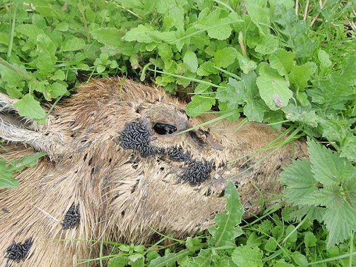 Een kadaver van een edelhert in de Oostvaardersplassen.