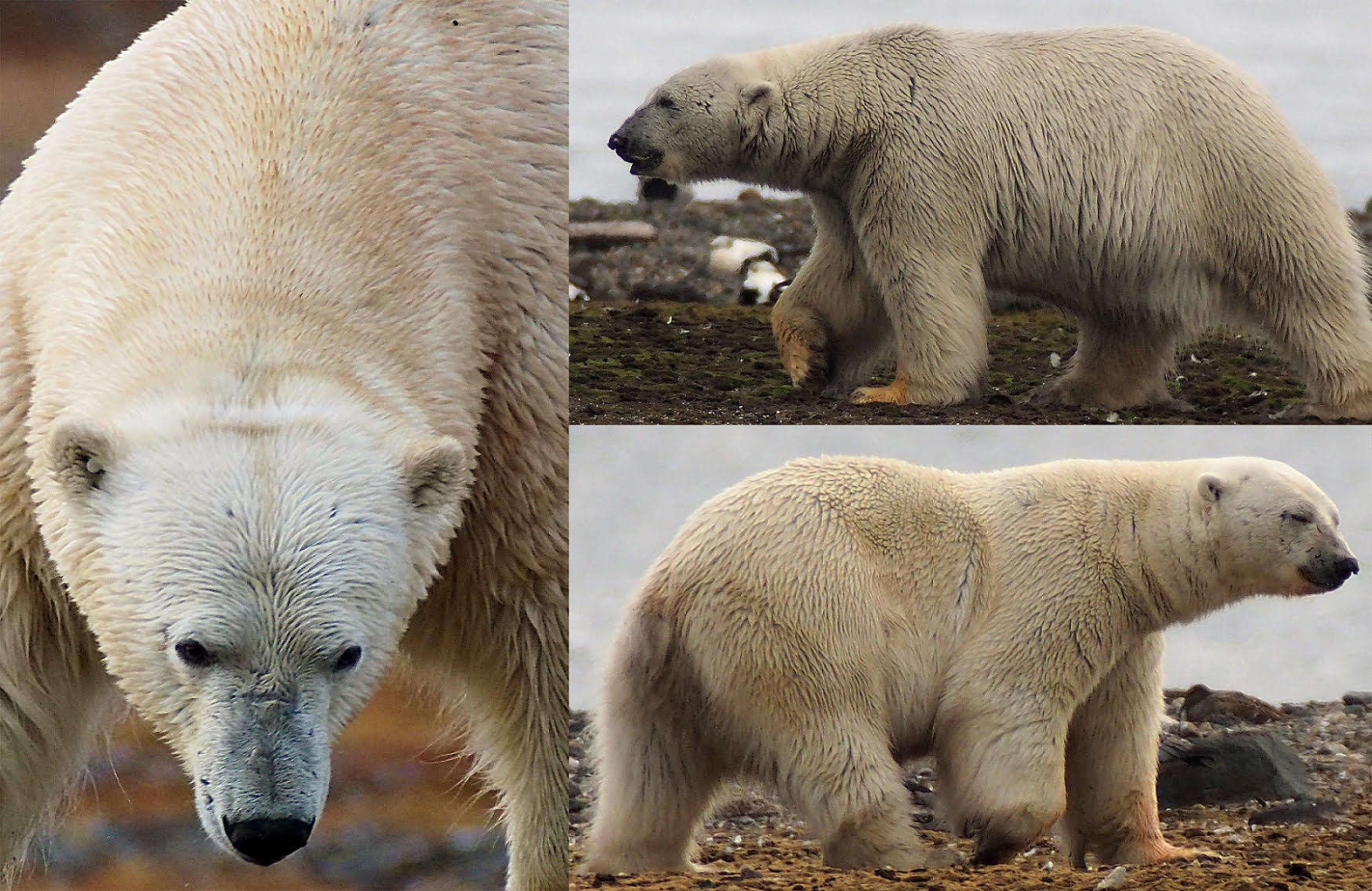 Safe method for identifying polar bears tested