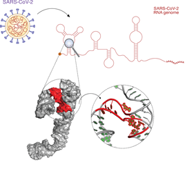 Schematische presentatie van het SARS-CoV2 genoom. De inzet toont een van de holtes waar een geneesmiddel mogelijk op kan aangrijpen, die is geïdentificeerd in dit onderzoek.