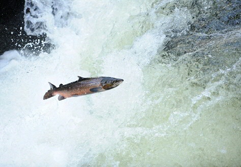 De Atlantische zalm. Foto: WNF