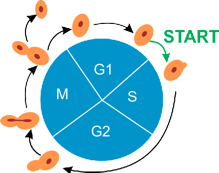 The cell cycle of yeast cells