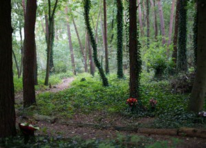 Een natuurbegraafplaats (Foto: Claudia Venhorst)