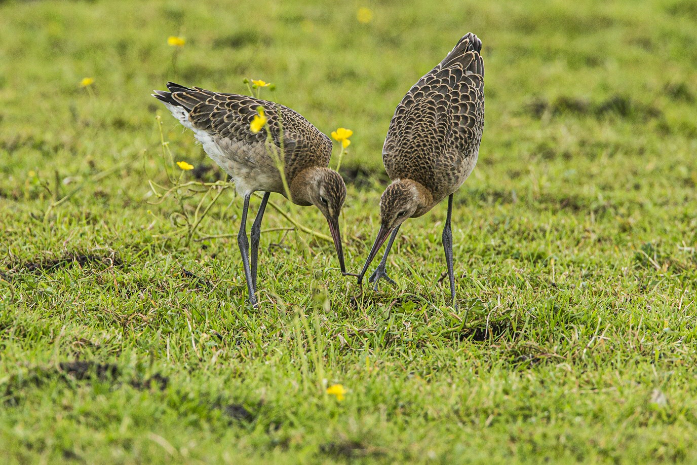 Jonge grutto’s leren ook van elkaar. Foto: Jan van de Kam