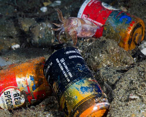 Een gewone rifzeekat (juveniel) zoekt zijn weg tussen batterijen in het koraal. (Foto © Alan Powderham)