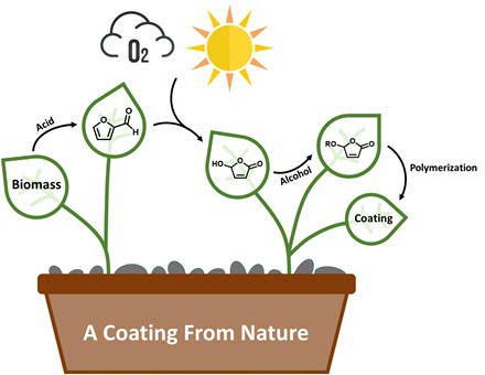 Lignocellulose biomass is cracked using acid to produce furfural. Using visible light and oxygen, furfural is converted into hydroxybutenolide, which is then modified using different alcohols to produce alkoxybutenolide monomers, that can be polymerized into coatings using UV light. © George Hermens and Paco Visser, University of Groningen