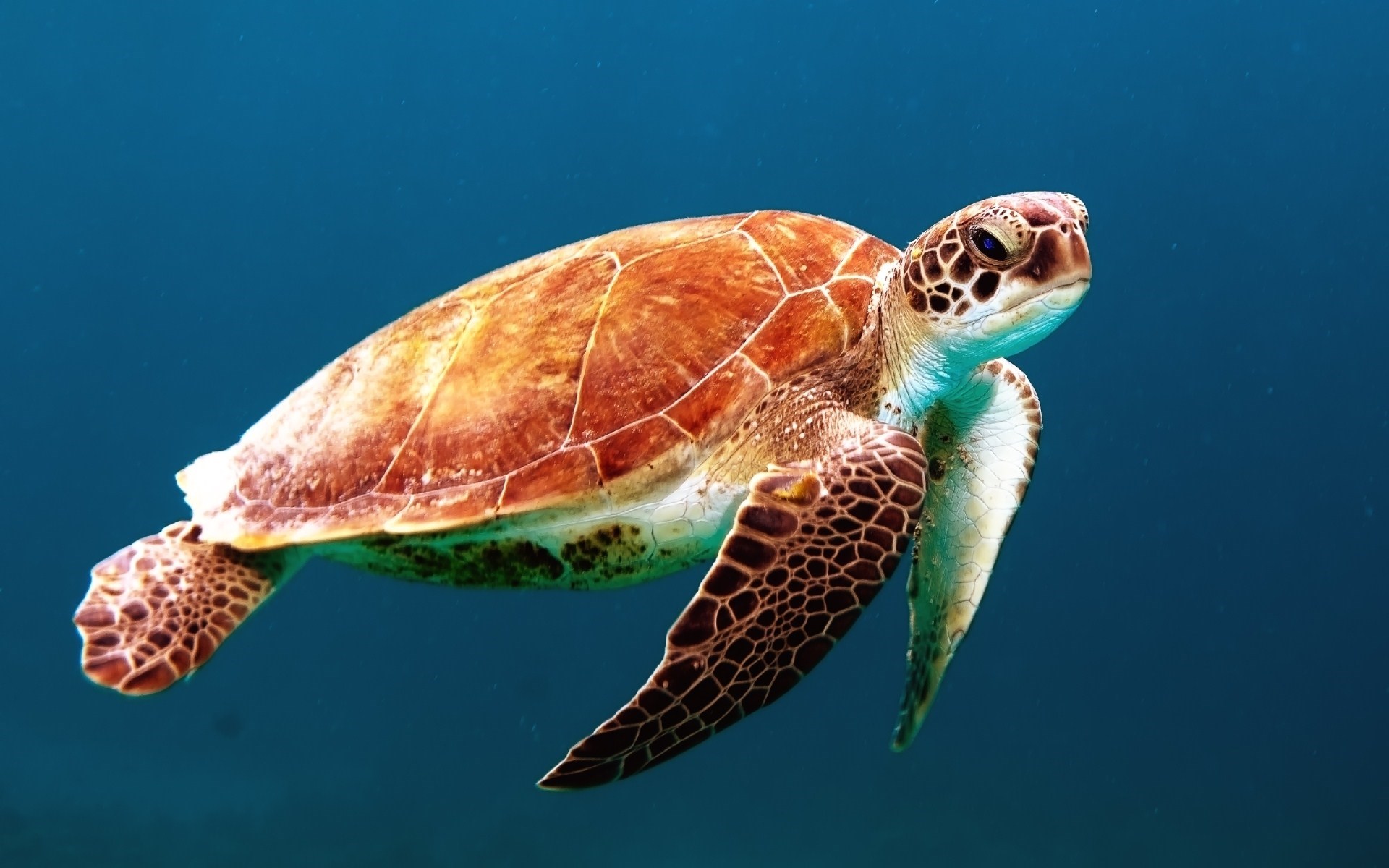 Sea turtle