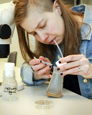 Astrid Kruitwagen, bezig om fruitvliegjes te verzamelen met behulp van een zuigbuisje. In de glazen pot links zitten de sluipwespen.