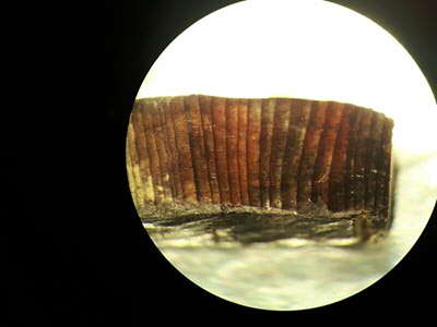 Wood under a microscope