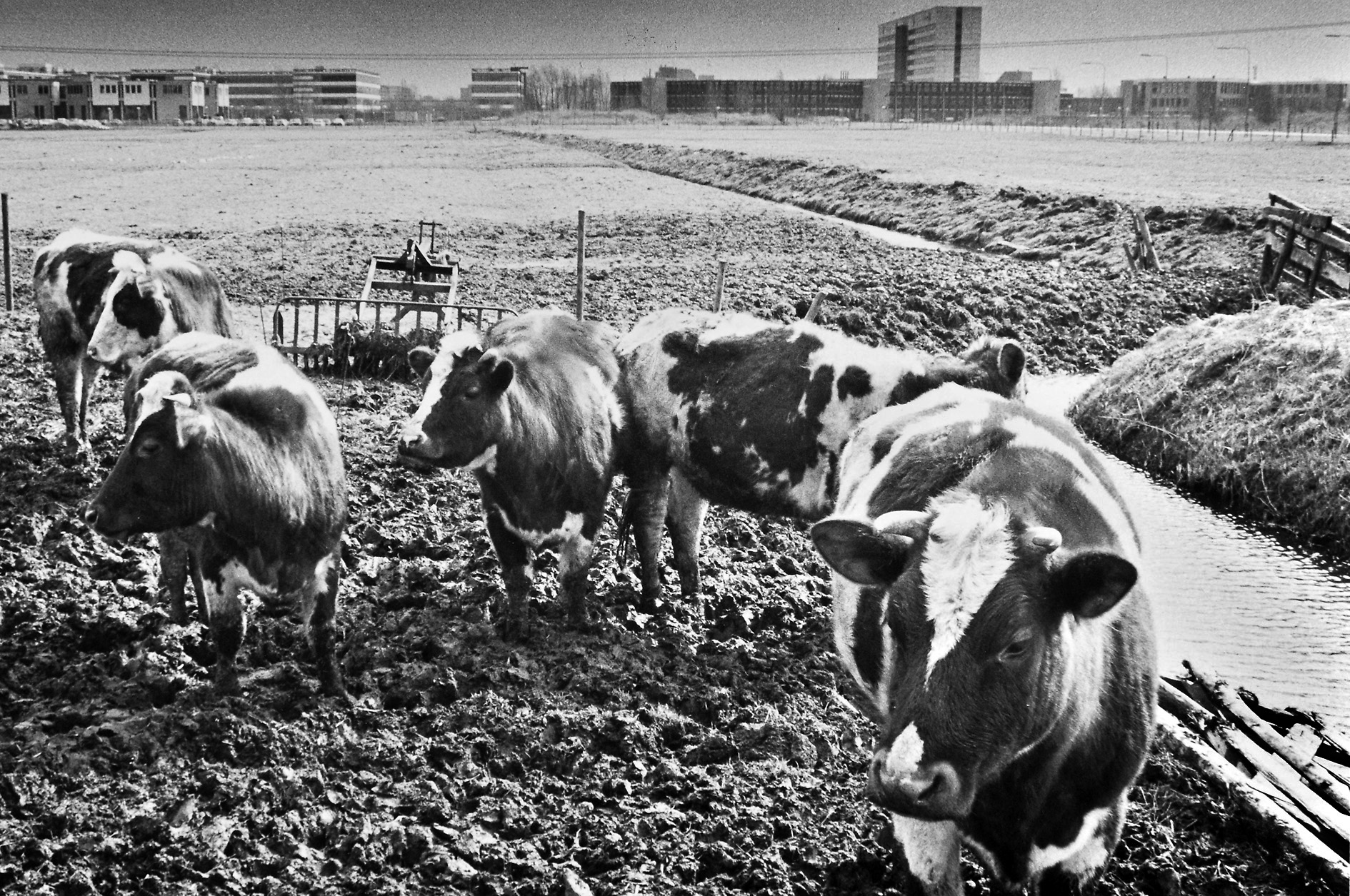 1987. Koeien op de locatie van het huidige Science Park aan de Zernikelaan. Op de achtergrond zijn de gebouwen zichtbaar van o.a. Scheikunde en Natuurkunde, Sterrenkunde en de WSN-hoogbouw, nu het Duisenberggebouw.