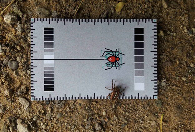 The SpiderSpotter card, to be used when taking the photo. With this, the researchers can correct the colour of the spider, among other things, if the photo was taken in bright sunlight.