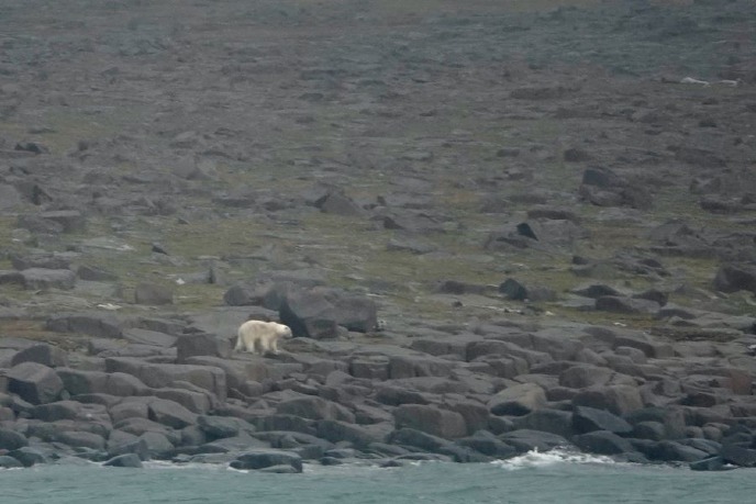 Polar bear in island Edgeøya