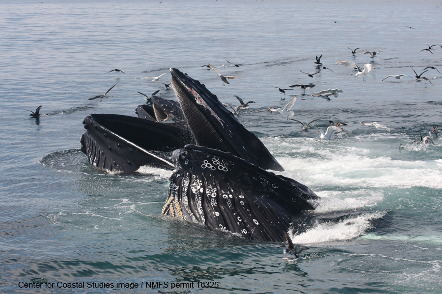 Feeding humpback whales