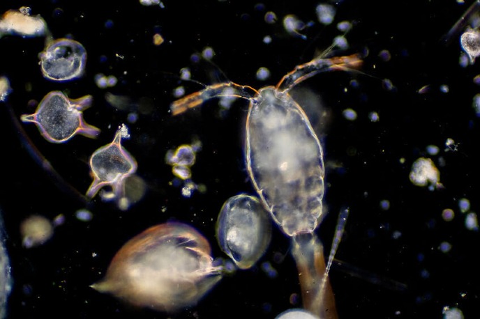 plankton under microscope