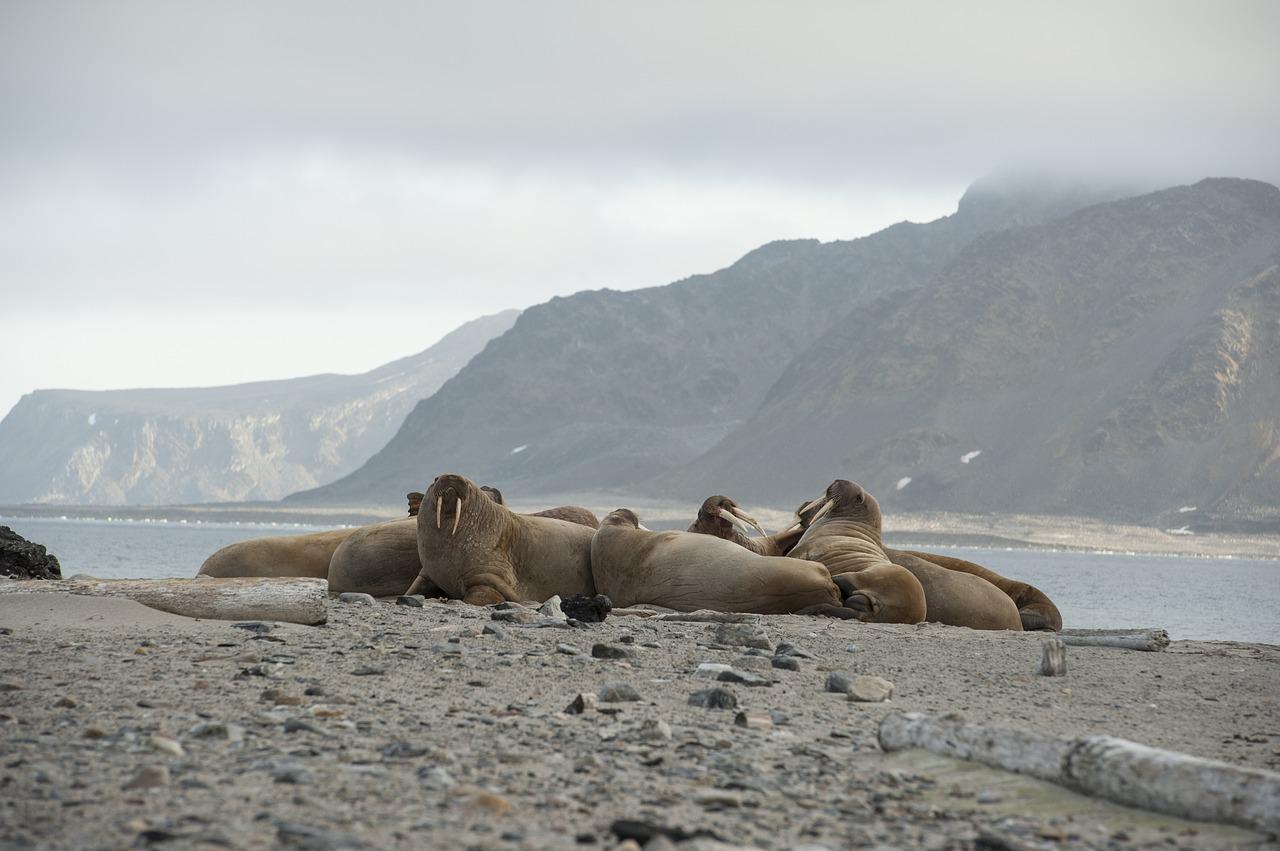 Walrussen op Spitsbergen