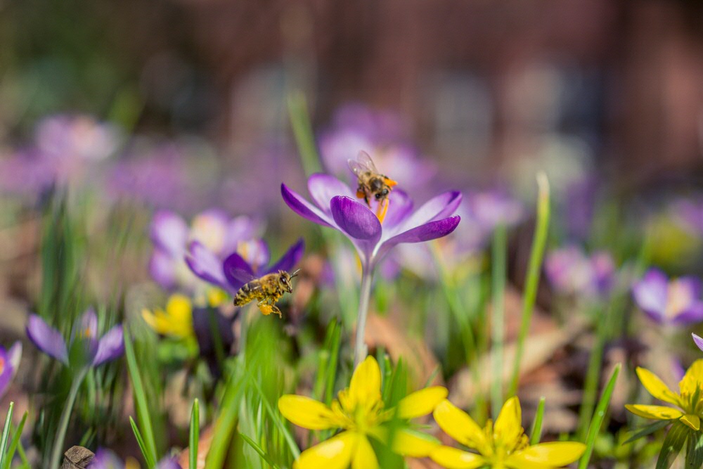 One of the most recent projects in which the students participated was the creation of a policy for the ‘Don't Mow Me in May’ campaign by Urban Management (Stadsbeheer) of the Municipality of Groningen.