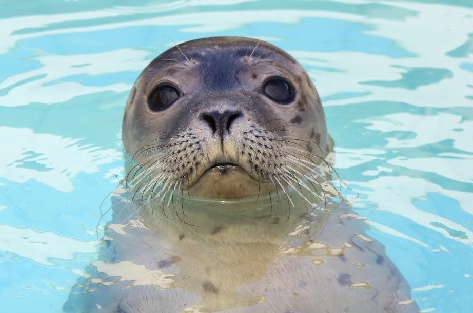 Seal Centre, Pieterburen