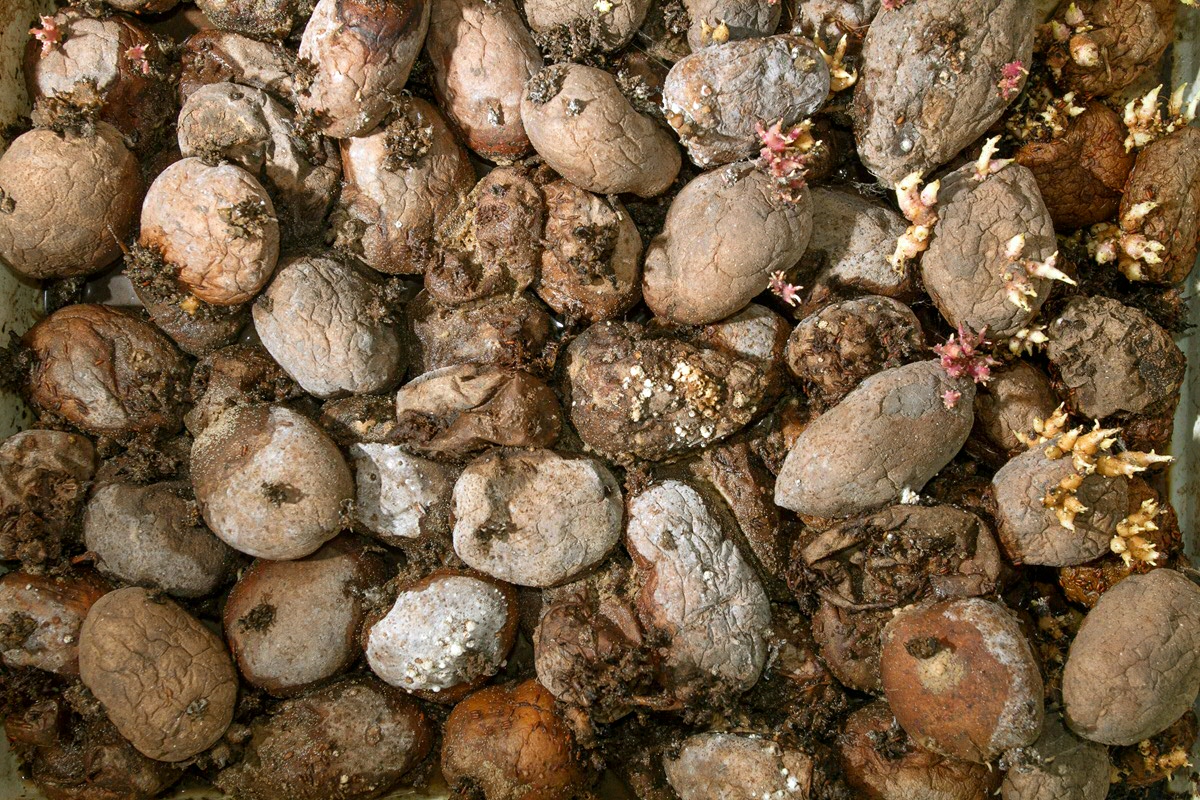 Gemiddeld gooien Nederlandse burgers 33 kg voedsel per persoon per jaar weg en wat het meeste wordt weggegooid is brood, groente en fruit. Deze cijfers zijn gebaseerd op eetbaar voedsel en laat resten, zoals aardappelschillen, achterwege.