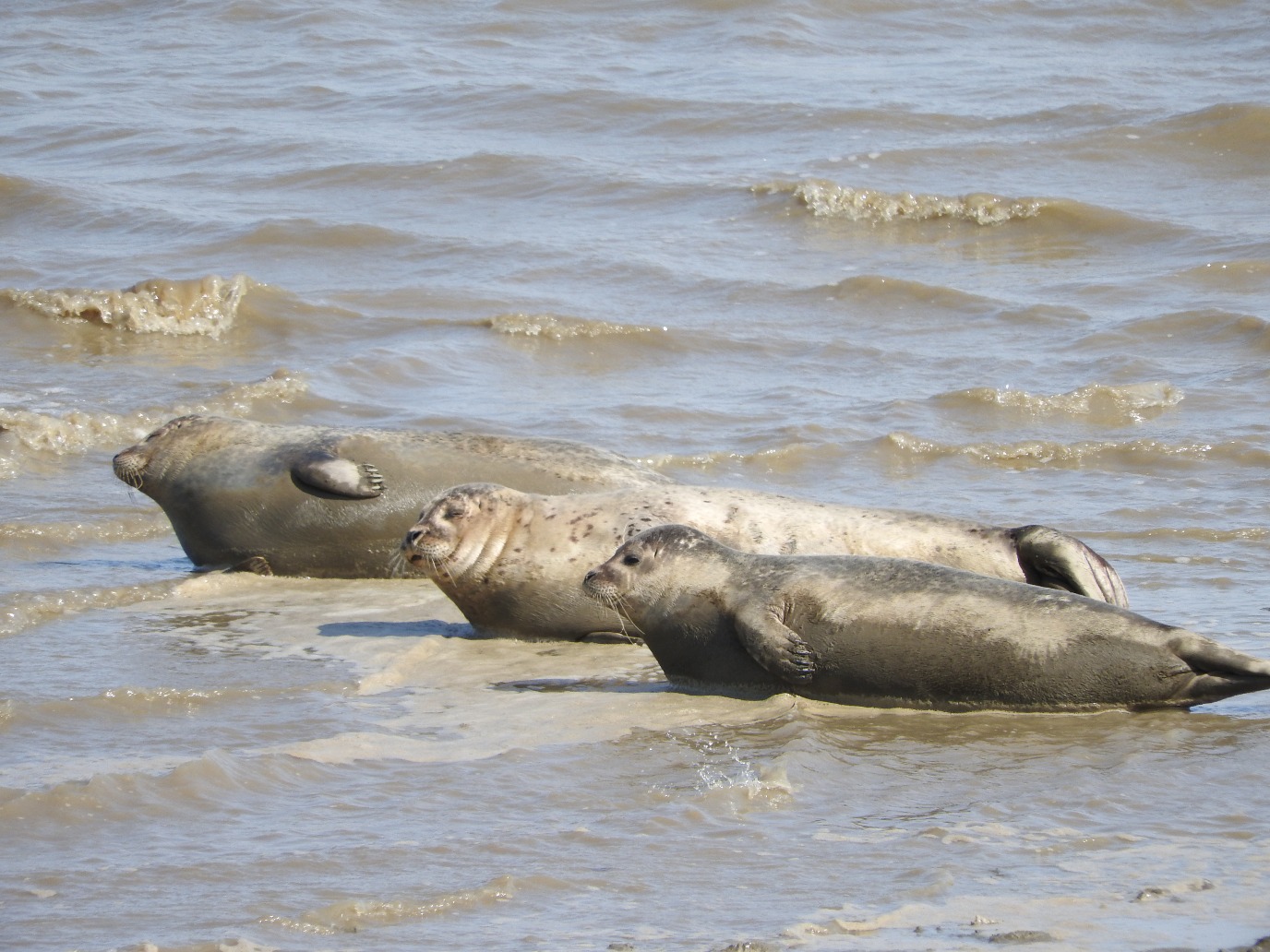 Zeehondenvacht