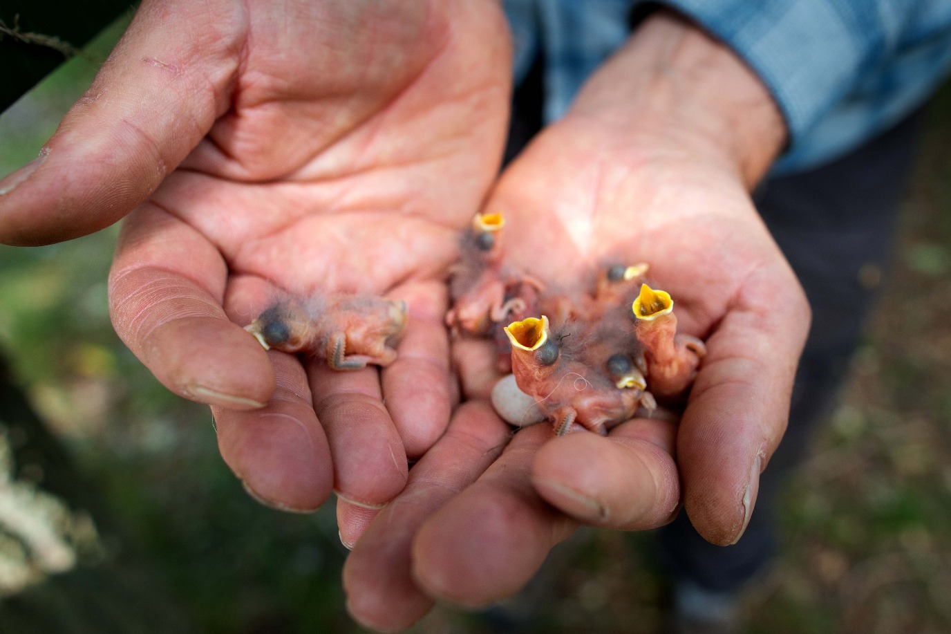 Both: 'Het leuke aan nestkasten is dat je hun vogelbewoners heel goed kunt volgen.'