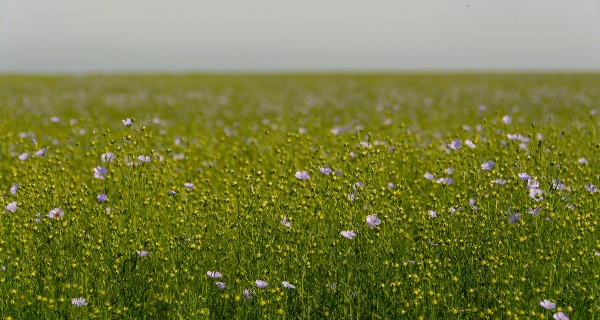 ‘Regeneratie begint waar moed en verbeeldingskracht samenkomen’