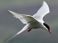 Artic Tern