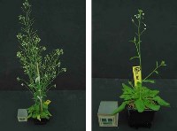 Arabidopsis