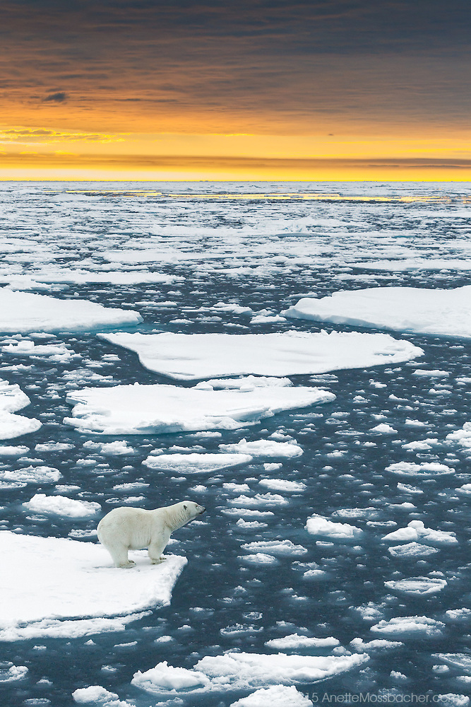 Polar bear on the Arctic ice