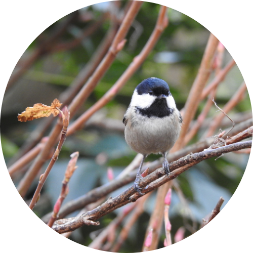 decoratieve afbeelding