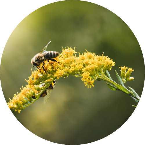 decoratieve afbeelding