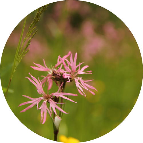 decoratieve afbeelding