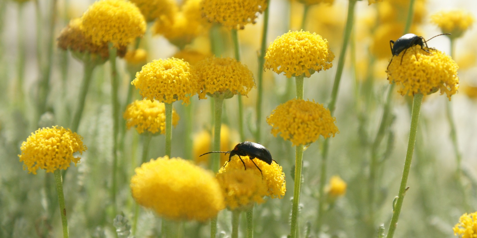 Biodiversity Challenge